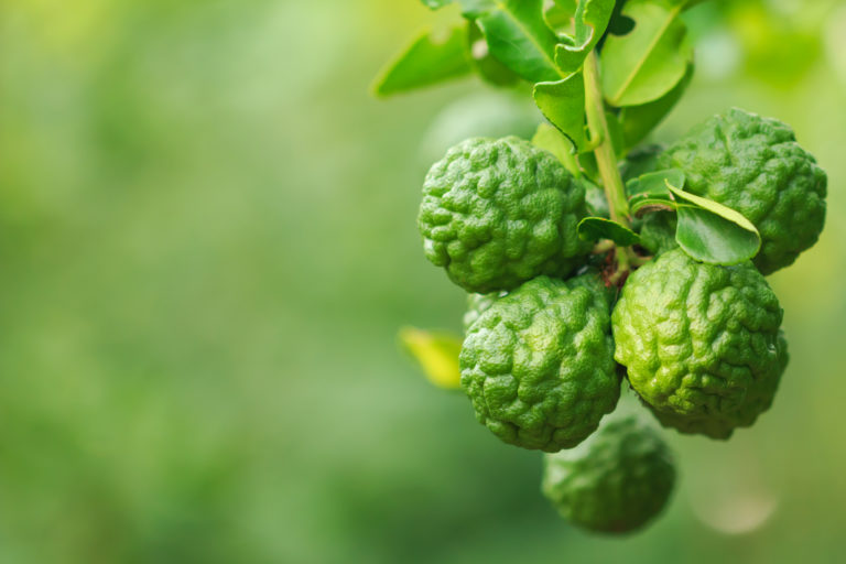 Cara menggunakan minyak Esensial Tunggal Bergamot